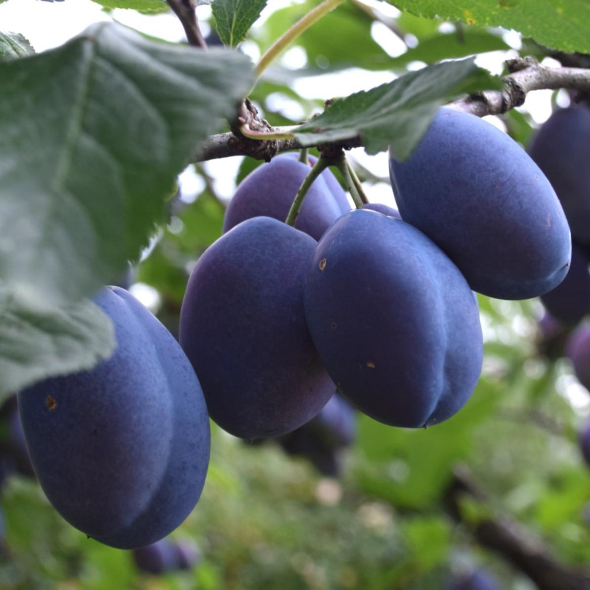 Plum Tree 'Blue Damson'