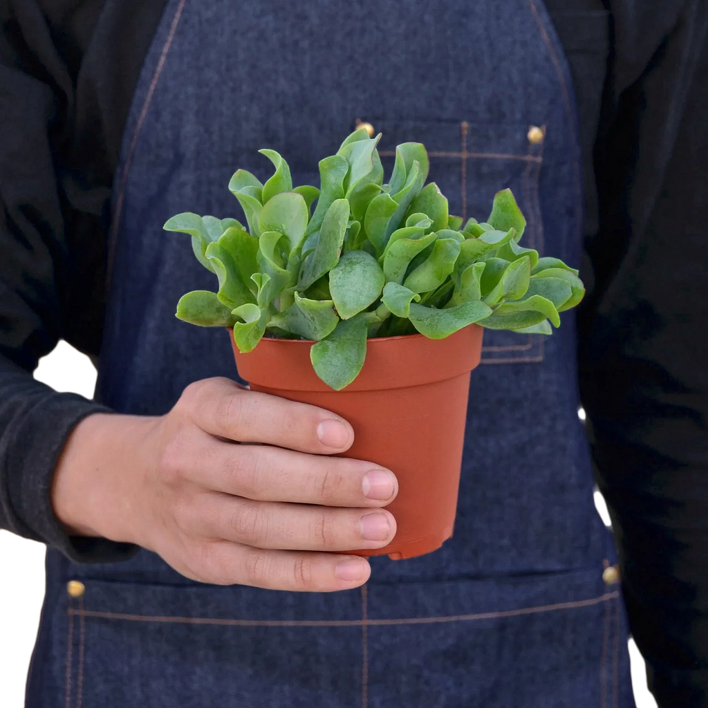 Ripple Jade Succulent - House Plant Shop
