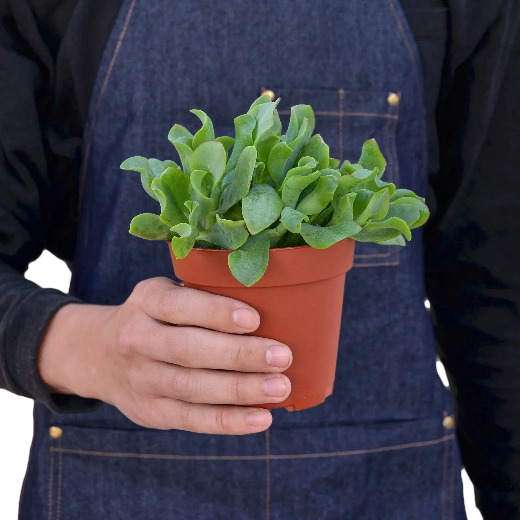 Ripple Jade Succulent - House Plant Shop