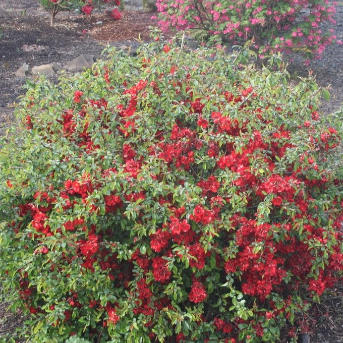 Flowering Quince 'Red Dragons Blood'