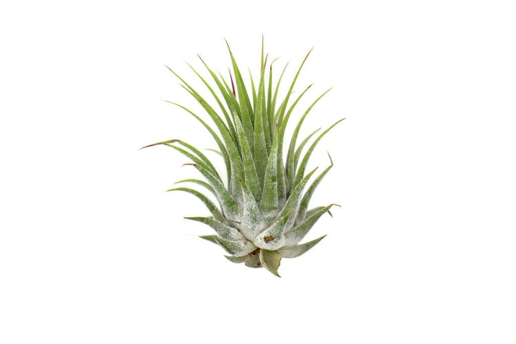 Tillandsia Air Plant Ionantha - 25 Pack - House Plant Shop