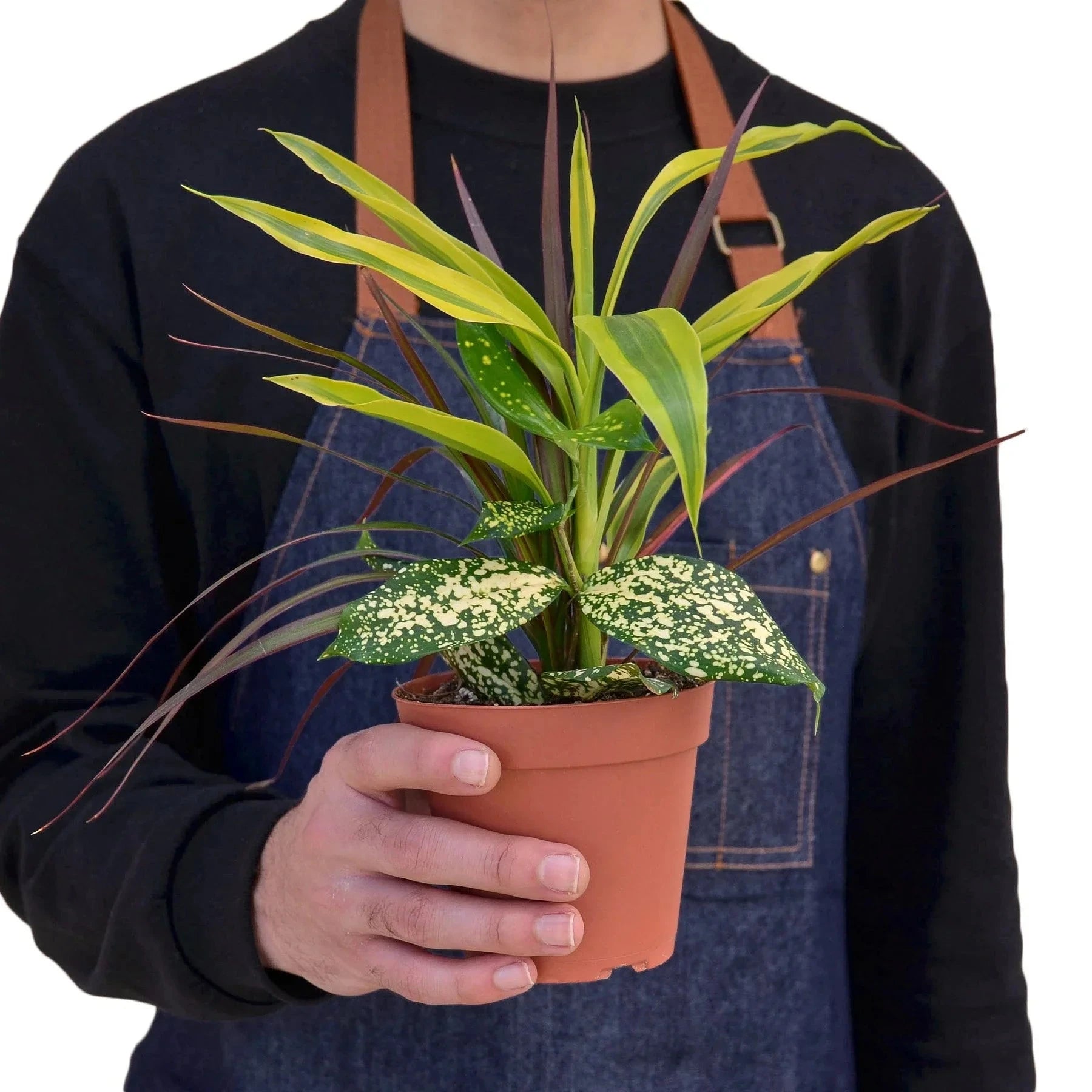 Dracaena 'Combo'