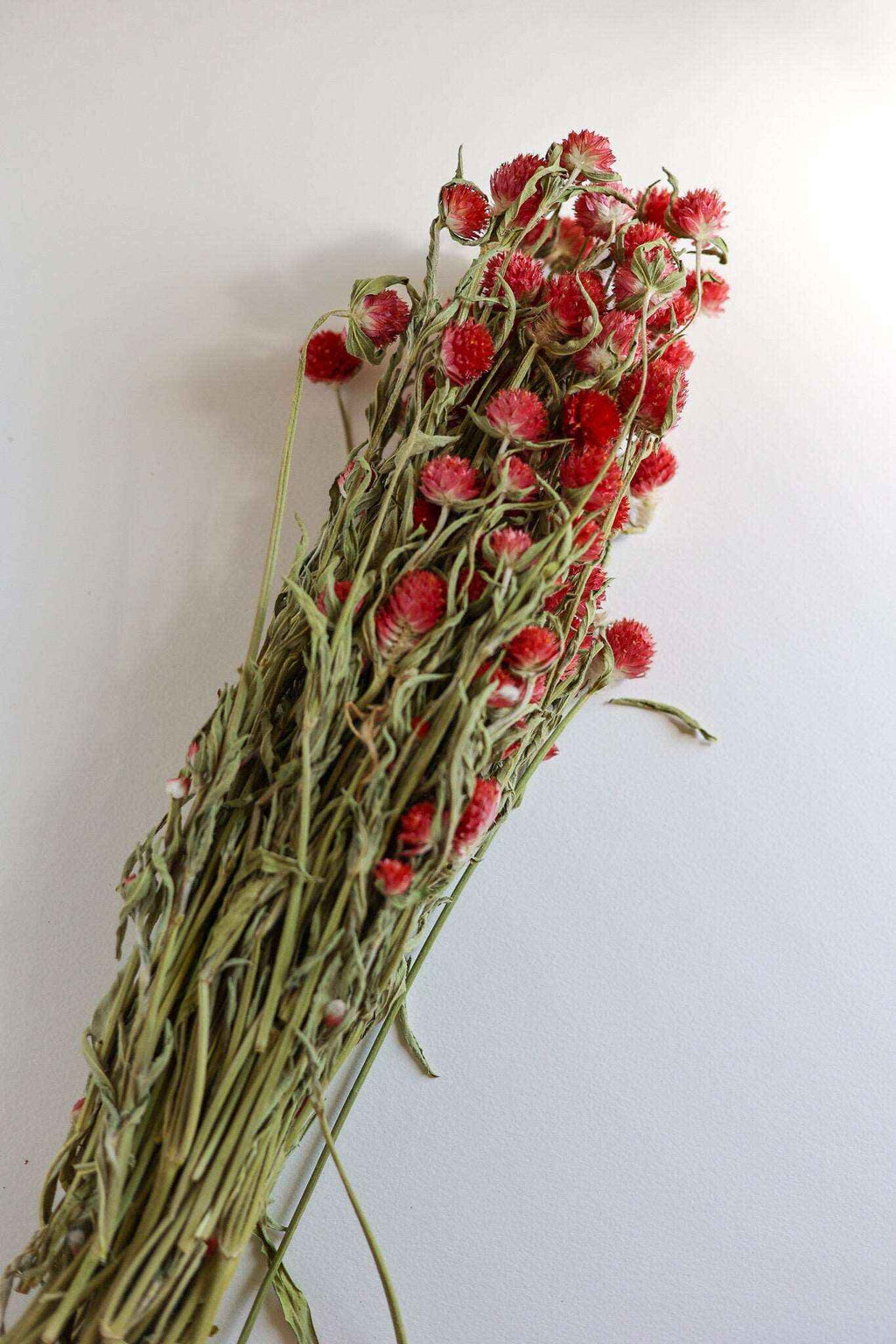 Dried Red  Gomphrena Flower Globe Amaranth