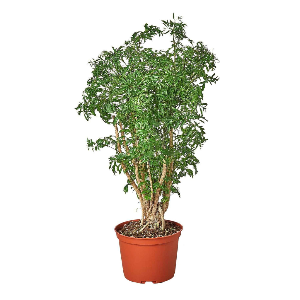 Aralia Ming Stump Plant - House Plant Shop