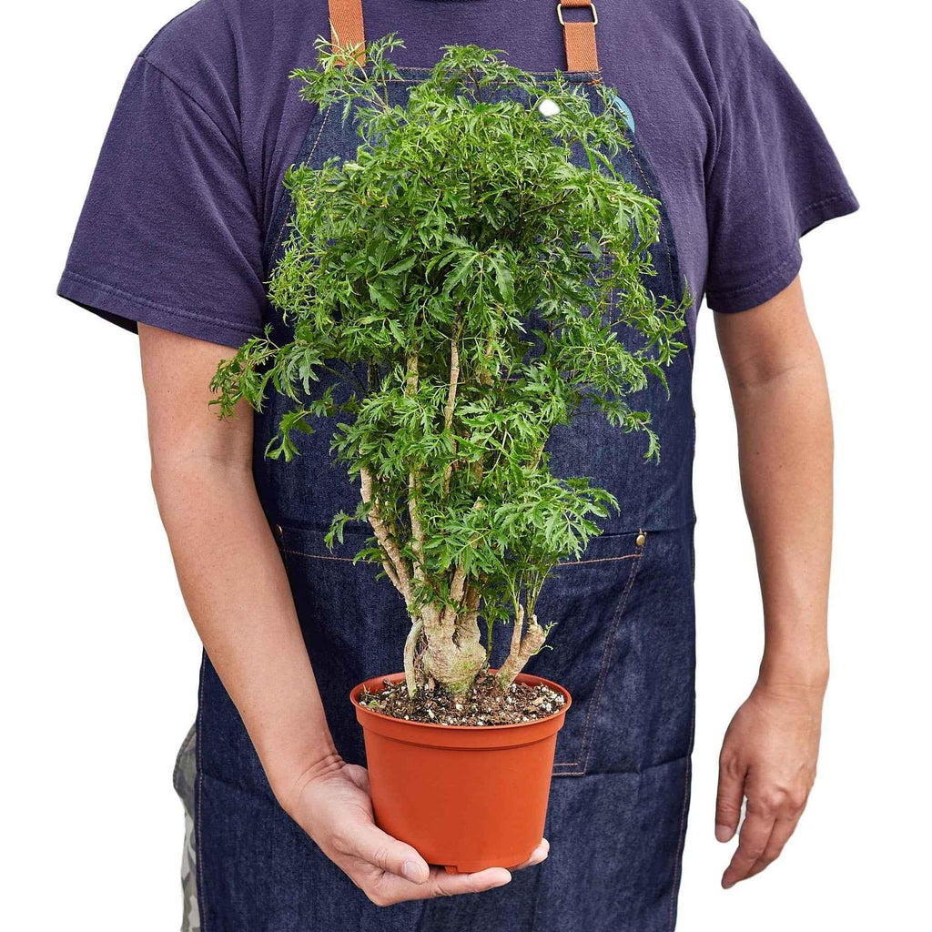 Aralia Ming Stump Plant - House Plant Shop