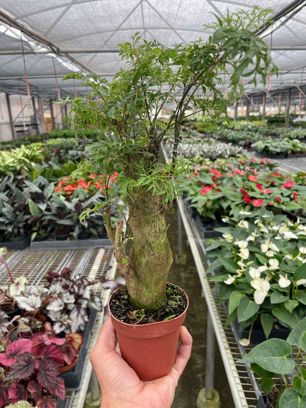 Aralia Ming Stump Plant - House Plant Shop