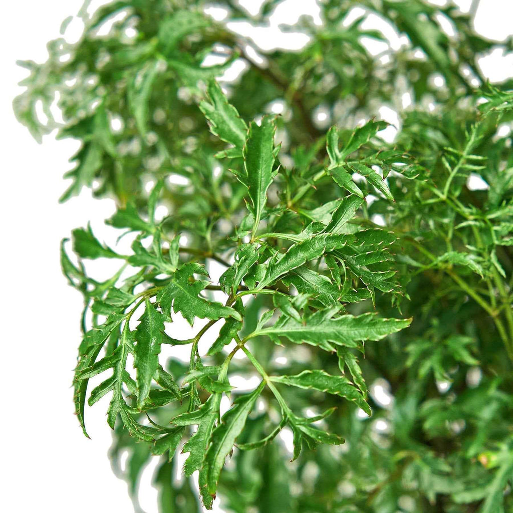Aralia Ming Stump Plant - House Plant Shop