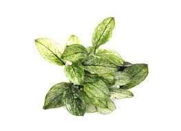 Anubias Nana Pinto