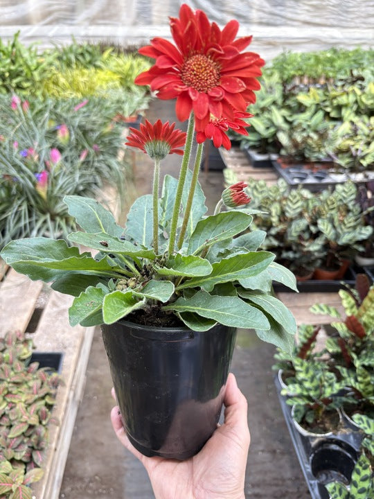 House Plant Shop Gerbera Sweet Love - Thumbnail 5
