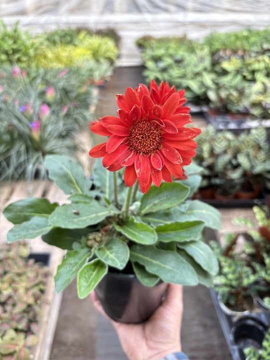 Gerbera Sweet Love Red - House Plant Shop