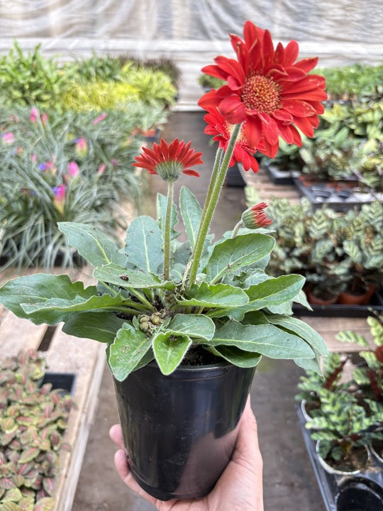 House Plant Shop Gerbera Sweet Love - Thumbnail 3