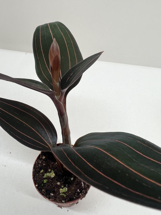 House Plant Shop Ludisia Discolor - Thumbnail 3