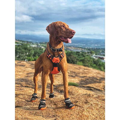 M-Pets Hiking Dog Shoes All-Weather Paw Protection Medium