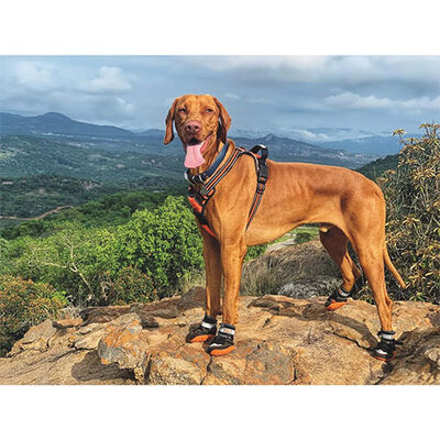 M-Pets Hiking Dog Shoes Protective Outdoor Footwear S-M
