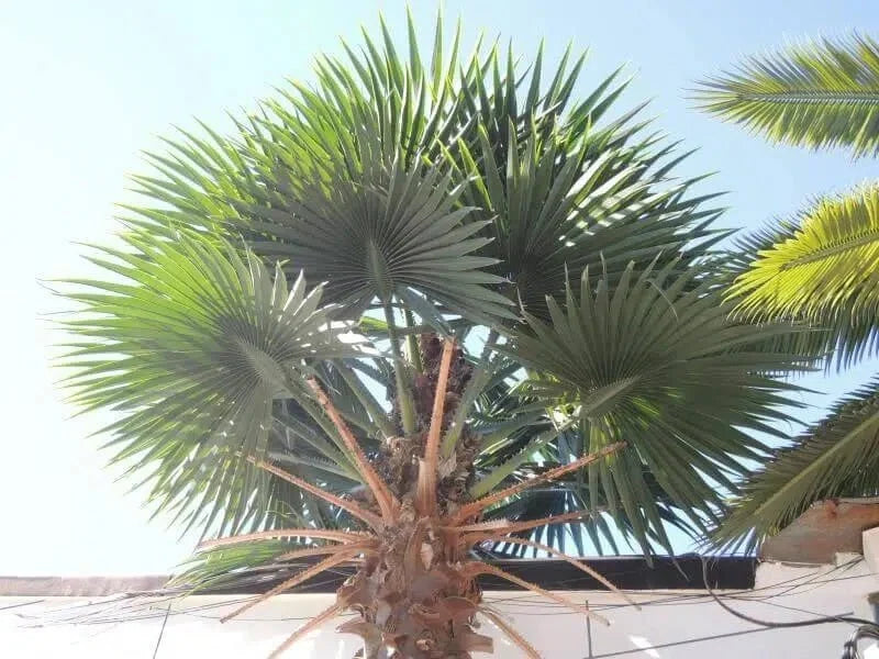 Mexican Fan Palm Artificial Tree 13ft–23ft – UV Resistant (10–12 Week Lead Time)