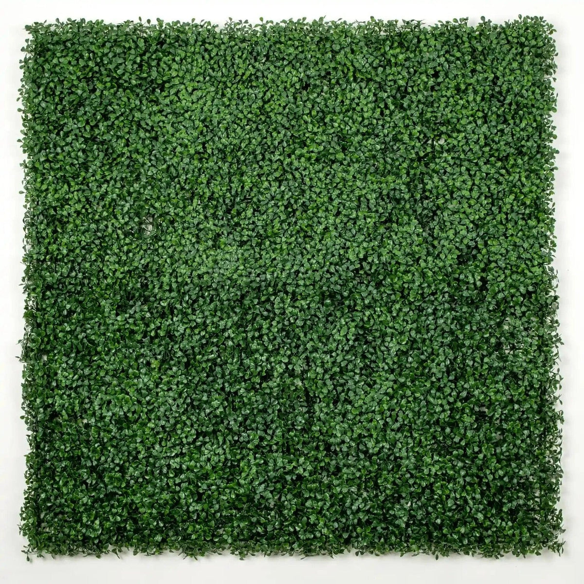 Sample Panel – Dark Boxwood Green Wall (Small Sample)