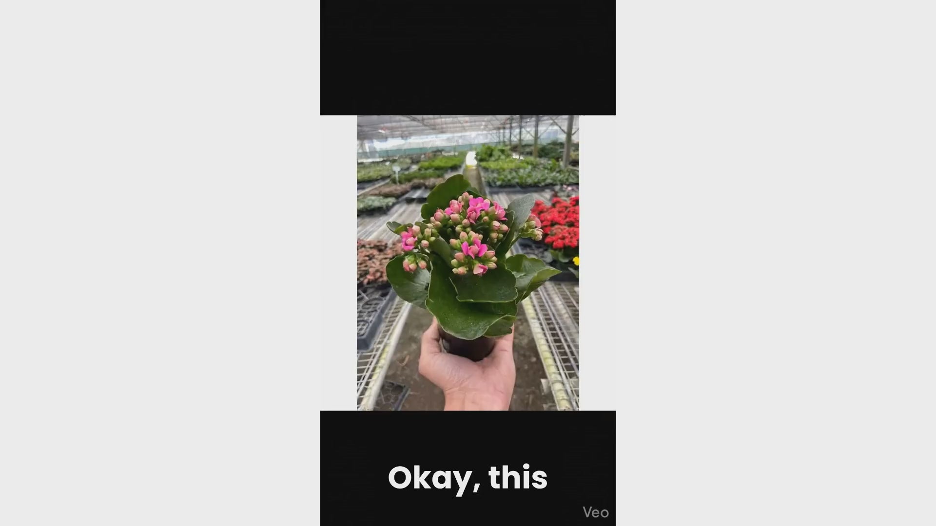 Flaming Katy Kalanchoe Plant
