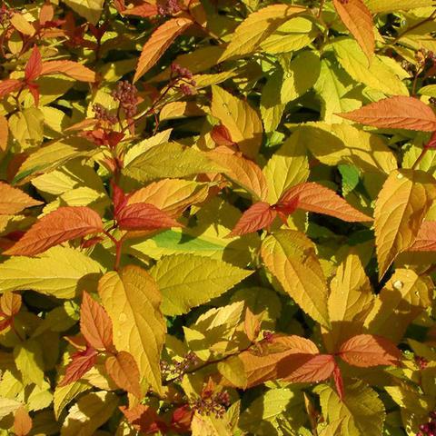 Gold Flame Spirea