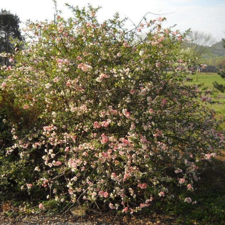 Flowering Quince 'Toyo Nishiki'